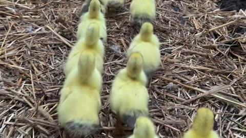 Mama Duck Leads the Way – Cutest Parade Ever! 🐤🐤🐤