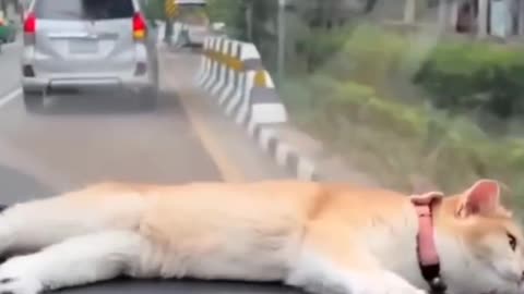 Funniest Animals Just Vibing and Napping 🐕💤