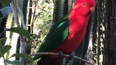 Pesky Critters. King Parrot 🦜