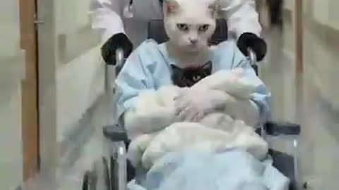 Mamma Mia I'm Pregnant AI Brainrot