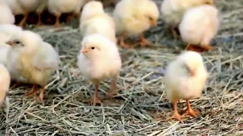 Cute Farm Animals: Sheep, Goat, Cow, Chicken, Rabbit, Puppy, Dog – Animal Video