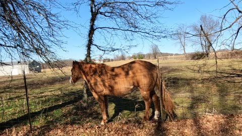 Beautiful & Fun Horse! Was the horse offering us a ride?