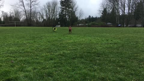hoop chase 3298034029842098