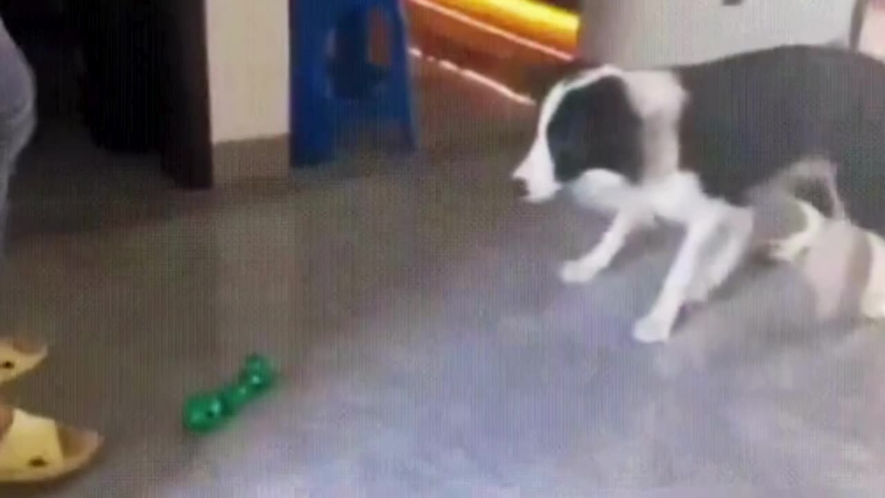 This dog has some serious football skills! ⚽️🐶