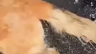 Dog's Comedy Videos 🤣 so cute videos and puppies comedy scenes 😂 so cute 🥰 🥰 🥰 🥰