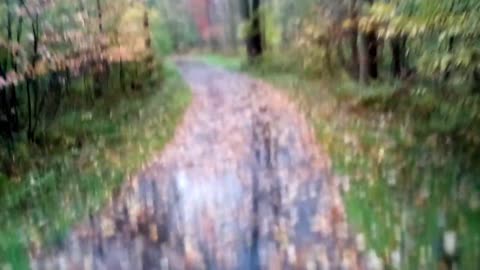 Forest Walk in the Rain Life Plans- Moral Decay of Society and Women- Chasing More Animals- etc.