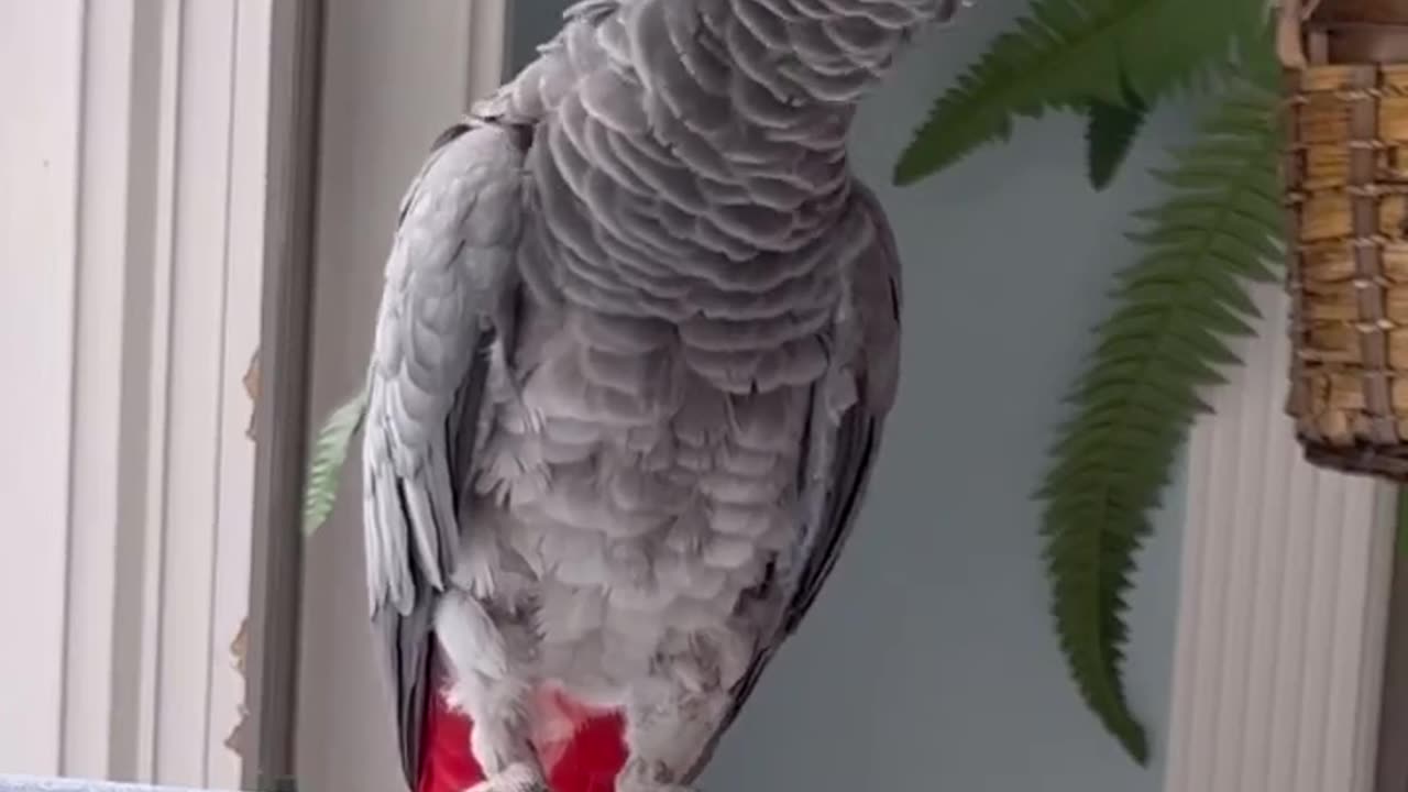 wild parrot says shoot! and you crazy😂 hilarious!