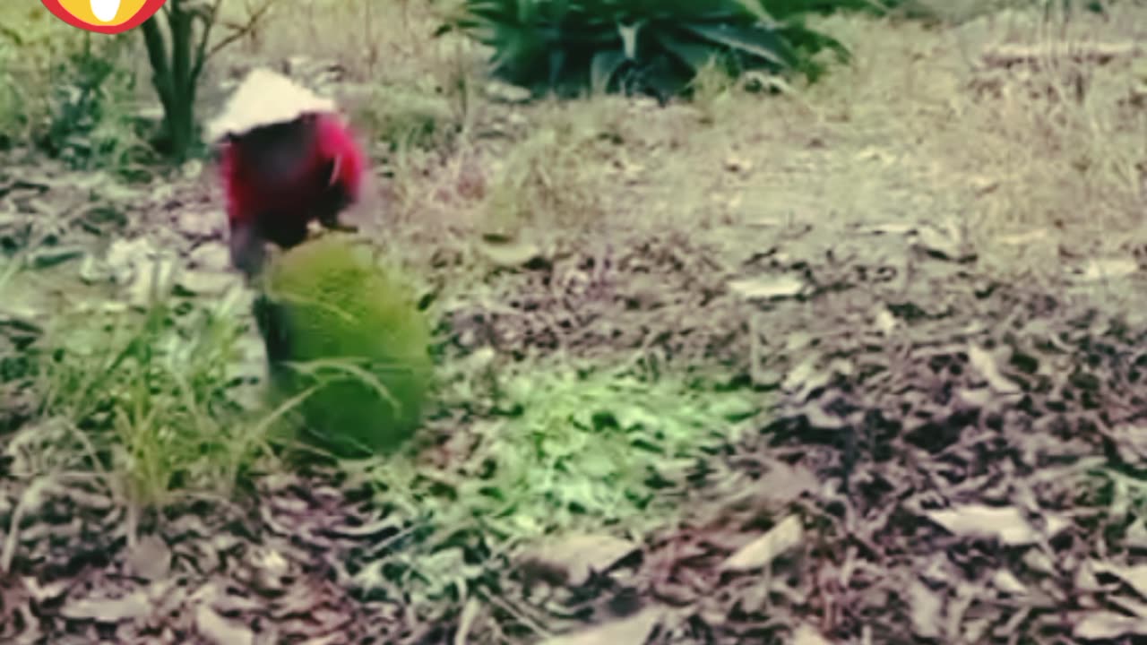 Monkey Pranks
