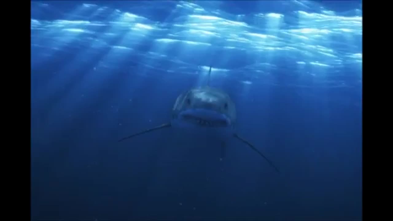 Funny Shark