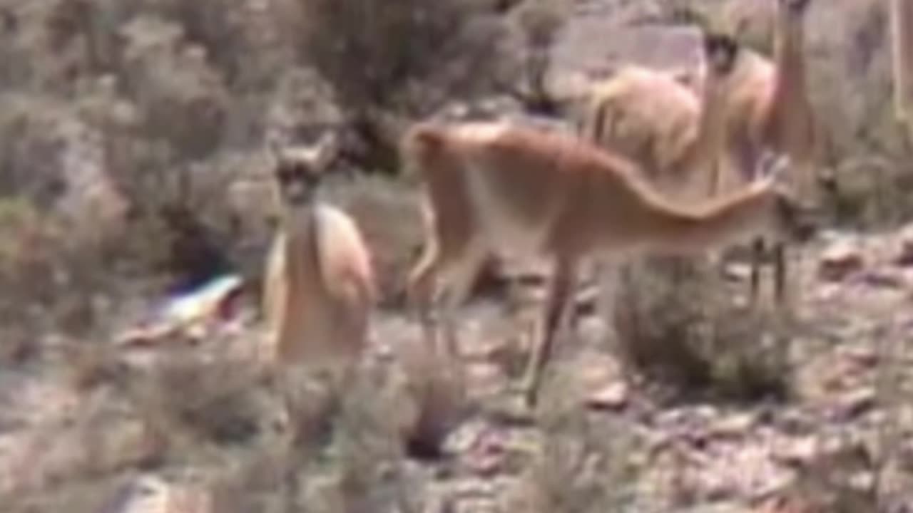 guanaco
