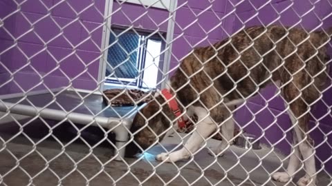 Perseus 1y Pet Id 947246 kennel 28 HSSAZ shelter barks @me some last week but ~okay now20250718307