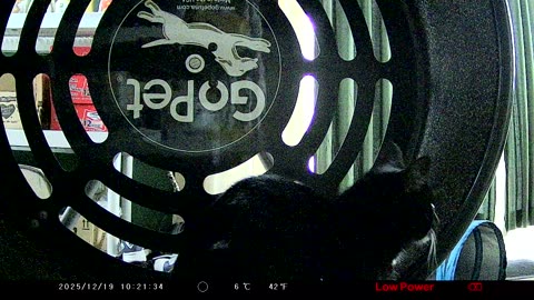 Cookie Cutter The Cat Random Footage, Filmed By KJK JDL201, Dbn, MI, Dec 19. To 23, 2025