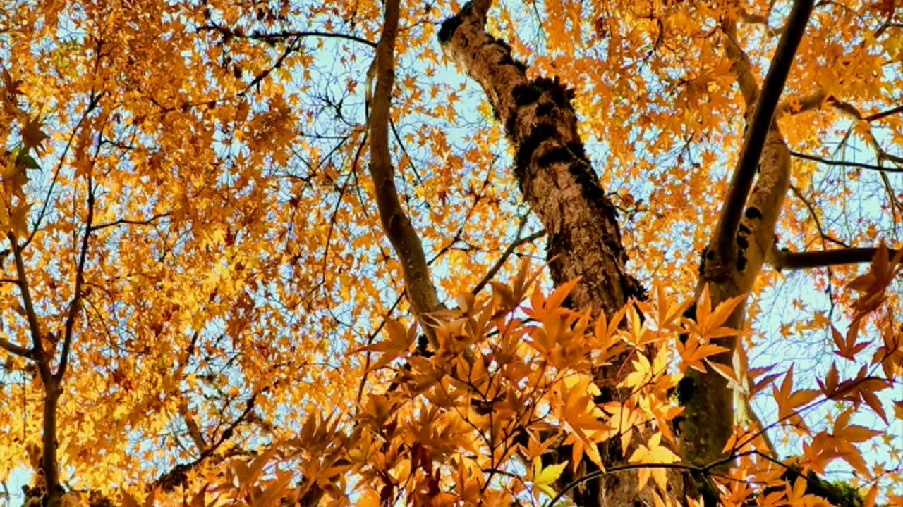 Falling Leaves, Rising Peace 🍂 | Autumn Aesthetic Vibes