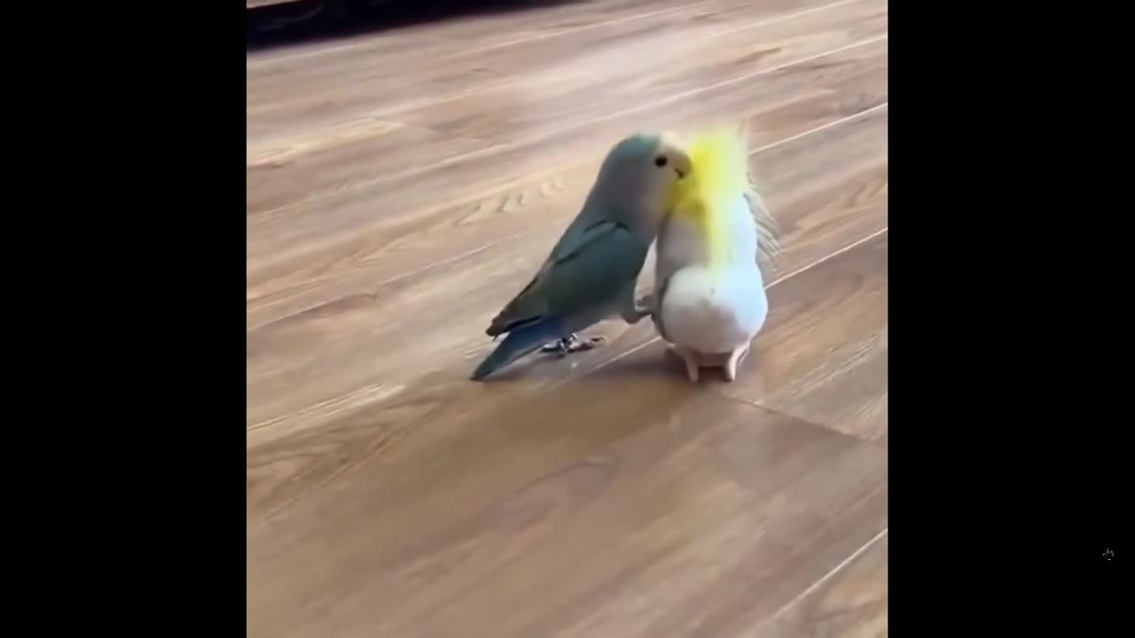 Well hello there, you new? (Bird just makes me laugh in a fast 6 sec clip)