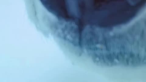 Hyper carnivores Survival in the Arctic is not easy!
