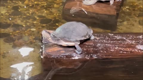 Murray River Turtles