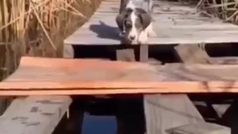 Funny Animals 2025😂 - Funniest Cats and Dogs video 🐱 🐶 #shorts
