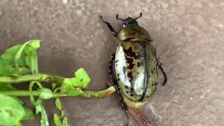 Have you seen a bigger bug?