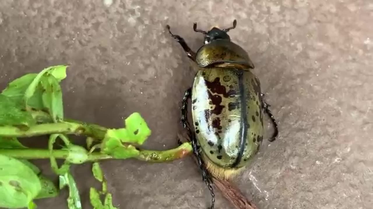 What is this Huge Beetle?