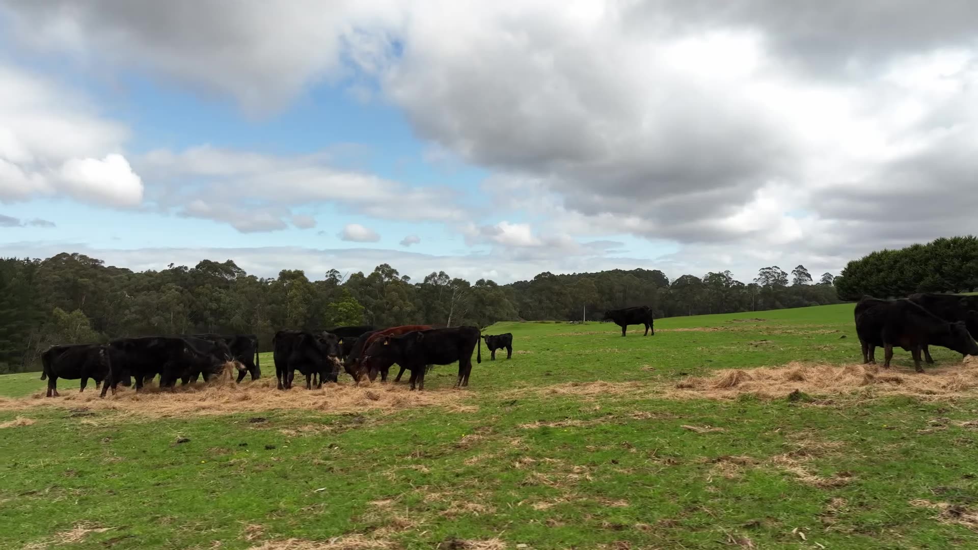 Senator in Exile - The Lost Colony