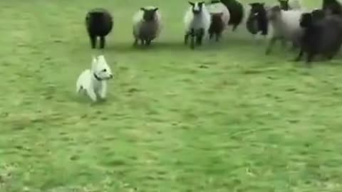 🐑🐾 Little Shepherd on Duty! 💪🐶#SheepHerding 🐑🐕 #FarmLife 🌾 #DogOnDuty 🐾 #ShepherdDog 💪 #AnimalGoals