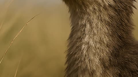 Coeluroides: India's Forgotten Dinosaur