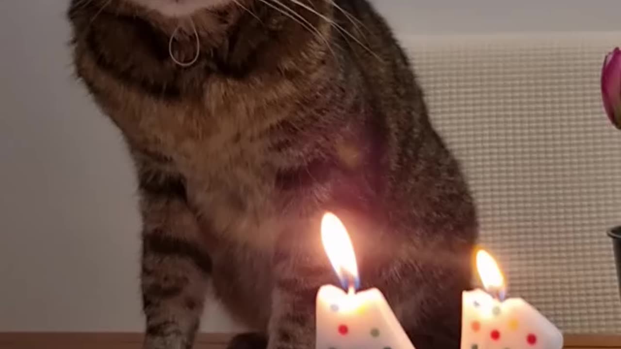 The Funniest Cat Video You Will See Today 😂😼