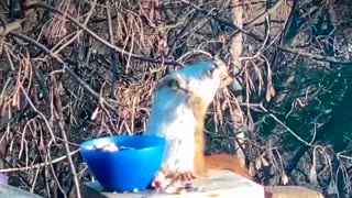 Squirrel gets drunk after eating fermented pears. 😂