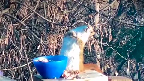 Squirrel gets drunk after eating fermented pears. 😂