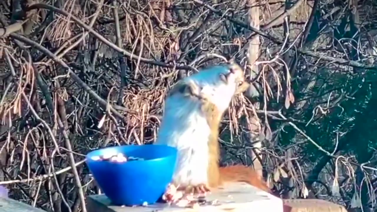 Squirrel gets drunk after eating fermented pears. 😂