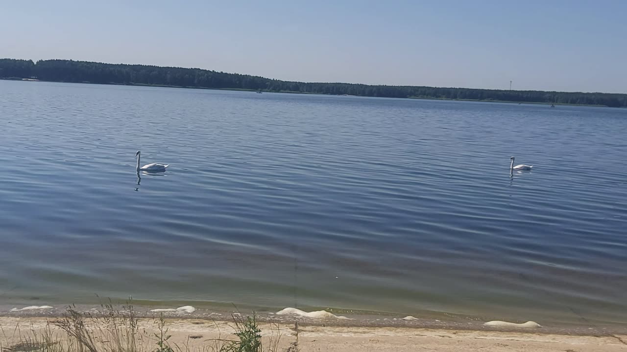 Zalew Sulejowski.Stara Wieś .Kaczki Łabędzie 21.062025