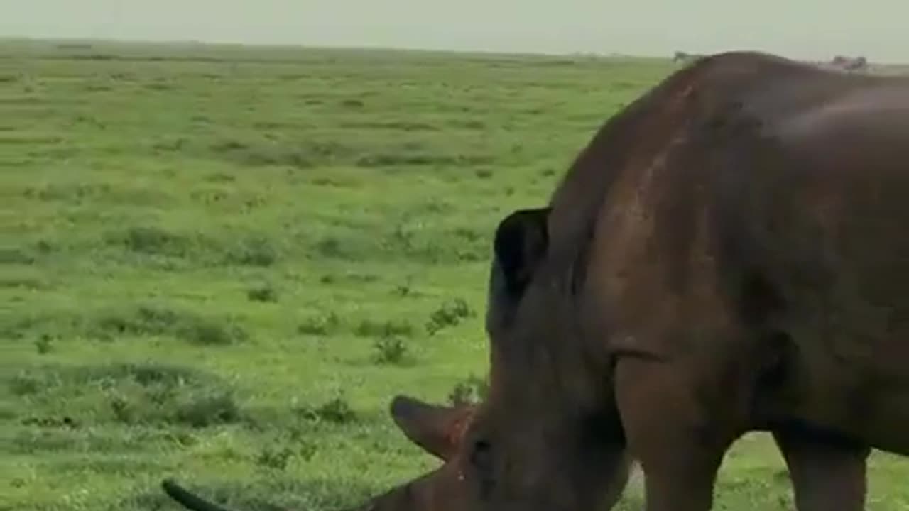 🤯✨ How a Rhinoceros Looks with Fully Grown Horn! | FeedMyCuriosity