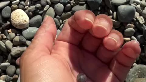Pill Bug On The Beach