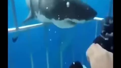 SHARK ATTACK