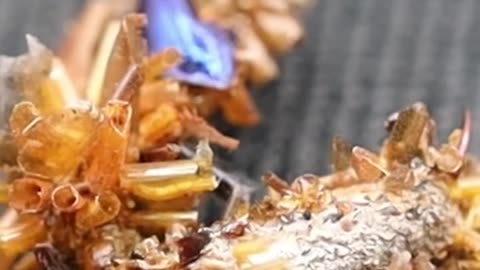 BONE COLLECTOR’ CATERPILLAR WEARS DEAD INSECT BODY PARTS AS DISGUISE