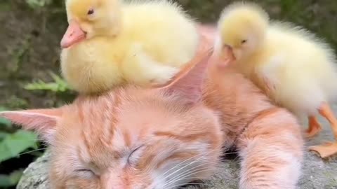 Sleeping kitty peacefully in nature companied by little ducks