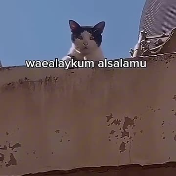 Talking Cat 💀 - Cats Can't Speak English