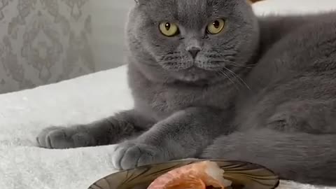 spoiled cat
