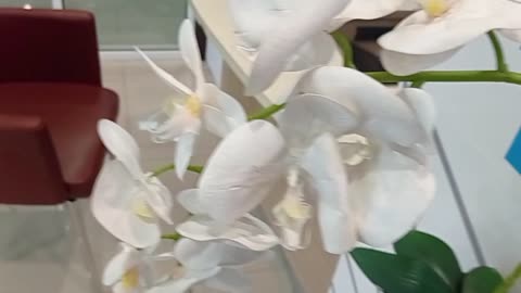 Cinematic Orchid Beauty: Nature’s Elegant Flower