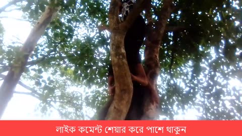 জাম চুরি করা ফানি ভিডিও_ জাম_চোর