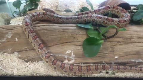 Hognose Snake | Real Life On Camera