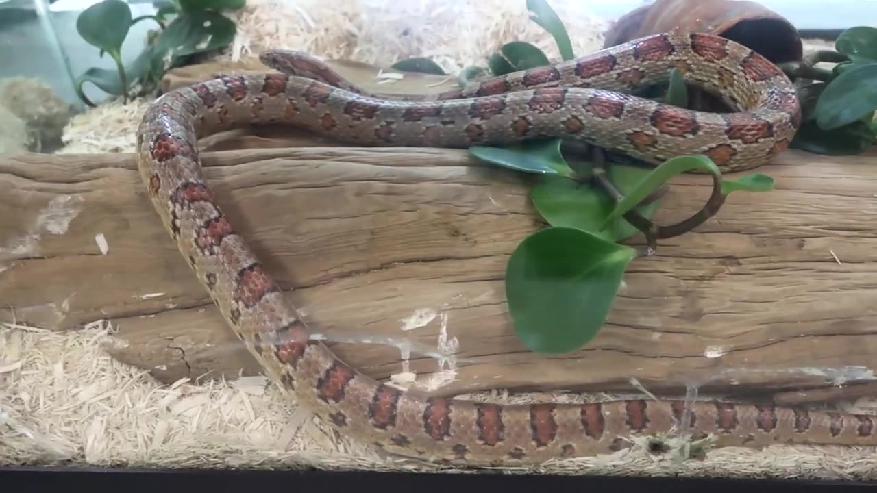 Hognose Snake | Real Life On Camera