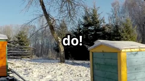 🧠🌡️Honeybees Buzzing Heaters of the Hive! 🐝🔥🌼
