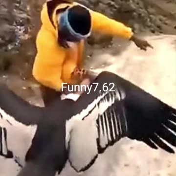 Strange and funny behavior of animals