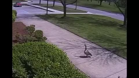 The best guardian of the property 🙂👍