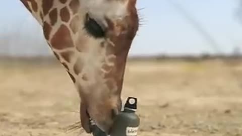 Giraffe vs elephant
