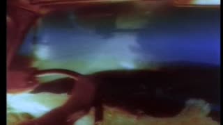 David Lee Roth - She's My Machine