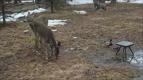 #LIVE - LADYDRAGON= DINNER WITH MY DEER AND DUCKS