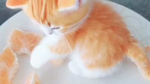 Dog's and kittens comedy Videos 🤣 so cute picture for watching this video 😍 funny videos 🤣