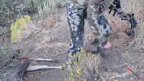 Nevada muledeer hunt